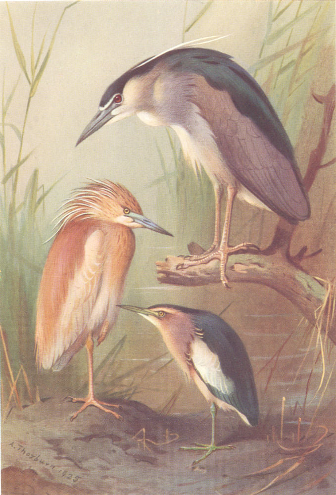 BRITISH BIRDS. Squacco Heron; Night Heron Little; Bittern. THORBURN 1925 print